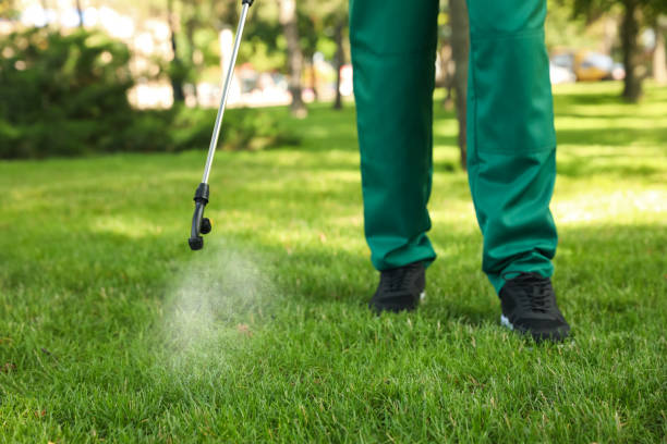 Best Ant Control Services  in Heber Overgaard, AZ